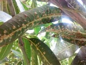 uploads/images/pest/mango scales.jpg